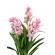 Planta artificiala premium orhidee h 150 cm