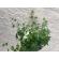 Traversa hol, model itea 42001 102, festonata, latimea 95 cm, crem