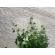 Traversa hol, model itea 42001 102, festonata, latimea 95 cm, crem