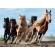 Puzzle trefl 1000 cai la galop