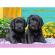 Puzzle catelusi 300 piese ravensburger