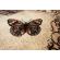 Traversa hol, model fluturi 1607 110, festonata latime 60 cm