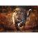 Puzzle trefl 1000 premium plus photo odyssey leopard
