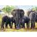 Puzzle trefl 1000 elefanti africani
