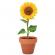 Floarea soarelui, ghiveci ceramica si seminte de plantat
